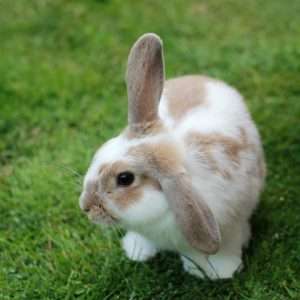 Make A Rabbit Drop In