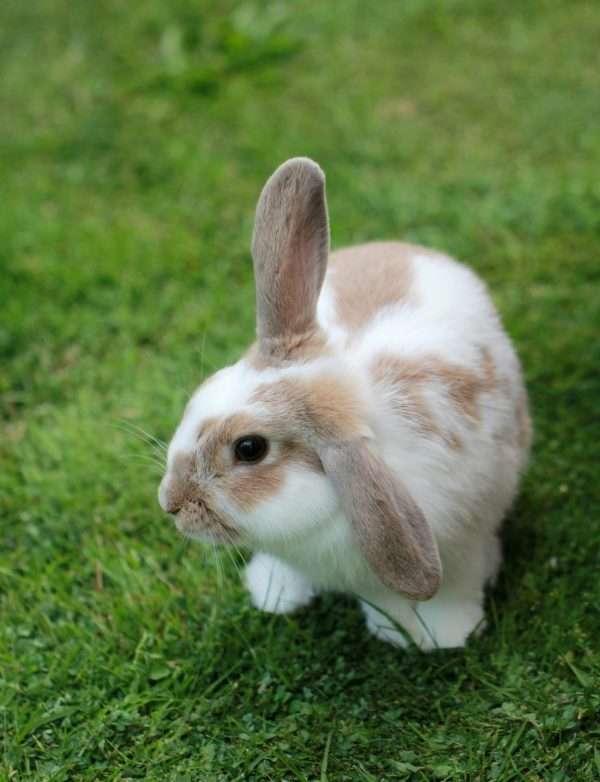 Make A Rabbit Drop In